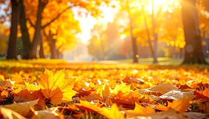 A vibrant autumn scene, showcasing a park floor blanketed in fallen, golden leaves bathed in warm sunlight.