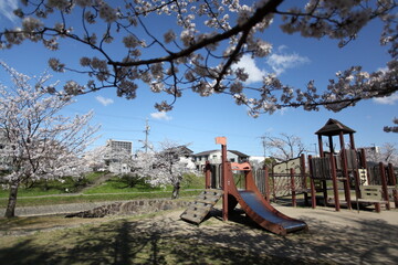 川沿いの公園の桜　