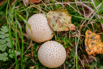 False puffballs, or Sclerodermaceae, a spherical fruiting body with basidia unevenly distributed inside, and a gleba, which turns into a powdery brownish-black mass after the mushroom matures