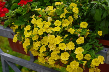 Calibrachoa Calipetite Yellow - Latin name - Calibrachoa hybrida Calipetite