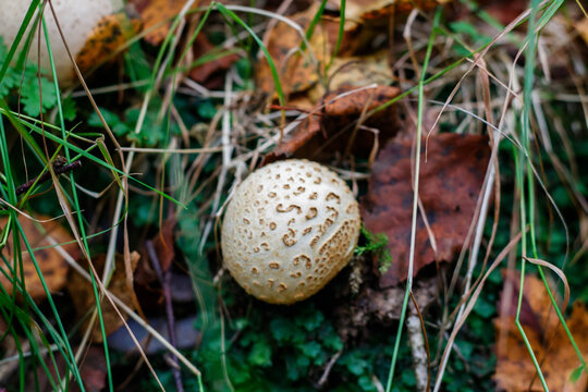 Taxa, which include species commonly known as the hard-skinned puffballs