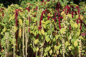 Amaranthus caudatus, love lies bleedingred amaranth in garden.