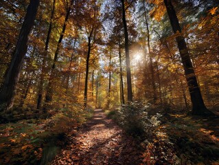 Autumn Forest Path Sunlight Filtering Through Colorful Trees