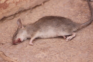 Dead Rat On Ground