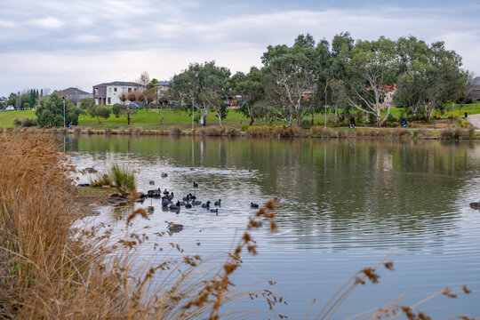 Lake at Navan Park in Melton, Melbourne, Australia, with waterbirds, surrounding parkland and residential houses in the background. Community recreation and urban wetlands