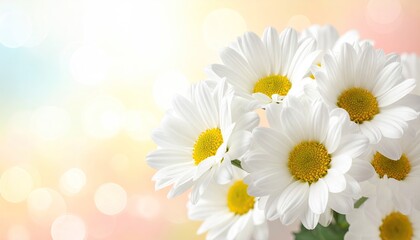 Closeup White Daisies Pastel Background