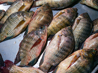 Fresh Nile Tilapia Display on Market Stall.