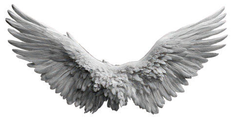 White Feathered Angel Wings on Black Background