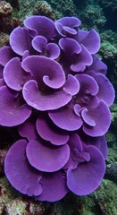 Underwater Shot of the Unique Rose-Shaped Coralline Algae Mesophyllum funafutiense on a Coral Reef

