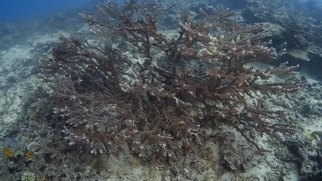 Looking down on a branching stony coral (Acropora) in shallow water. On the Rainbow Reef in Taveuni, Fiji