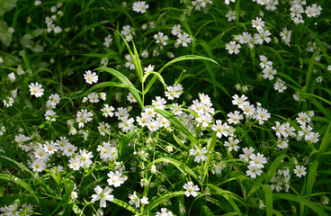 Field of delicate white flowers surrounded by lush green foliage