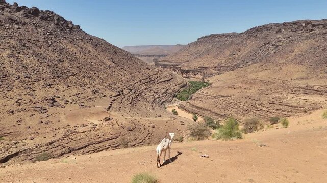 Aerial drone view of white camel standing above rocky desert valley with oasis in Mauritania, Sahara wilderness landscape with cliffs and dry terrain