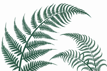 fern leaf isolated on white
