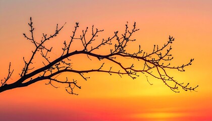 Silhouette of a Bare Branch Against a Vibrant Sunset