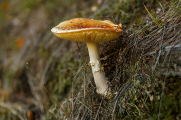 Autumn forest mushroom on mossy slope closeup, natural woodland fungi scene