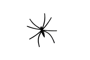 Black spider isolated on white background