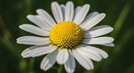 Obraz premium Closeup vibrant daisy basks in soft sunlight. AI Generated