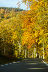 Obraz premium Autumn landscape with a country road leading forward, yellow trees on both sides in daylight, scenic view with distant mountains