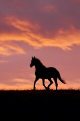 Silhouette of a horse galloping at sunset.