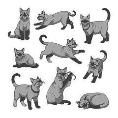 Siamese Cat Variety: A collection of sleek Siamese cats showcasing a range of playful poses. These captivating feline illustrations bring forth the grace and unique charm of these remarkable animals.