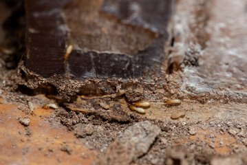 Close up of Termites Eating wood, (Termite damage house)	