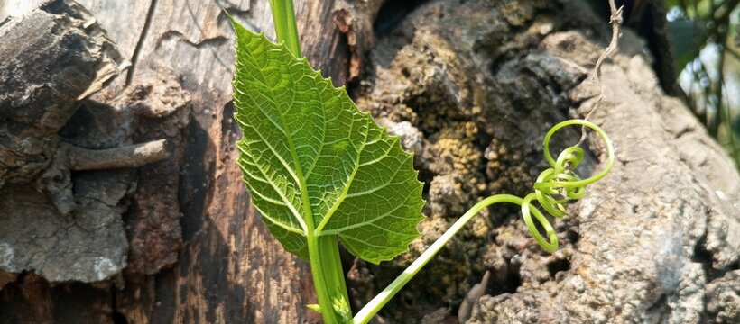 The glossy weed surface of a curly leaf