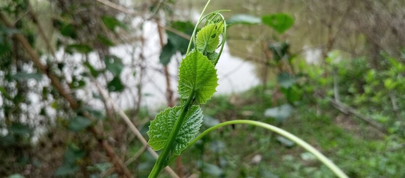 The green leaf on the glossy weeds