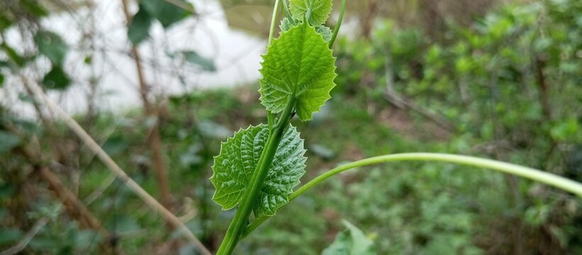 The green of a curly leaf on the glossy weeds