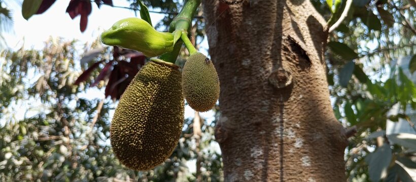 The green of the rainy season with a juicy jack fruit