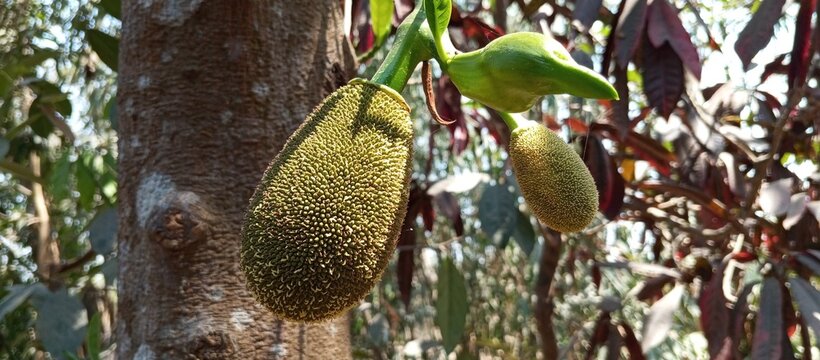 The green of the rainy season with a jackfruit