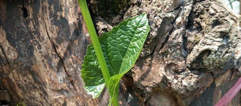 The herb leaves feel cooler on the enclosure, more refreshing