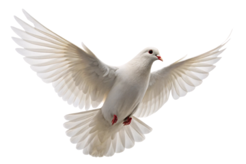Pure white dove flying with fully spread wings outstretched and red beak visible in flight, isolated on a transparent background