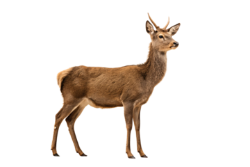 Beautiful brown deer standing sideways showing natural coat patterns and small developing antlers on head, isolated on a transparent background