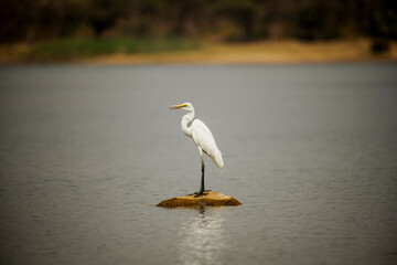 snowy egret in the water