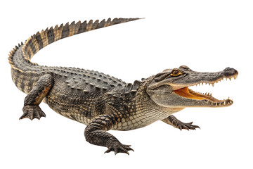 Naklejka premium Large American alligator with open jaws displaying sharp teeth and scaly textured skin, isolated on a transparent background