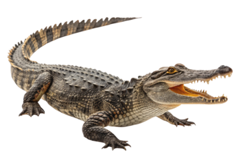 Large American alligator with open jaws displaying sharp teeth and scaly textured skin, isolated on a transparent background