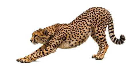 Fototapeta premium Graceful cheetah stretches elegantly against bright white background. AI Generated