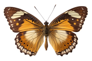 Obraz premium Orange and brown butterfly with intricate wing patterns and white spotted markings displayed, isolated on a transparent background