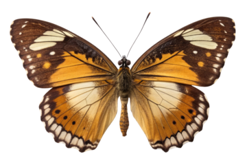 Orange and brown butterfly with intricate wing patterns and white spotted markings displayed, isolated on a transparent background