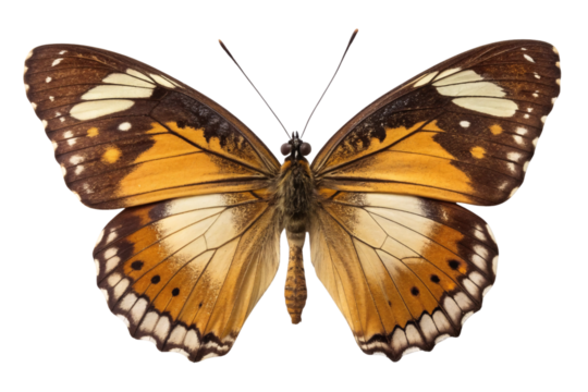 Orange and brown butterfly with intricate wing patterns and white spotted markings displayed, isolated on a transparent background