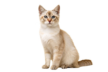 Cream colored kitten with blue eyes sitting in alert pose showing soft fur, isolated on a transparent background