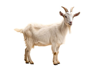 Obraz premium White goat with curved horns facing camera in standing position with long fur, isolated on a transparent background