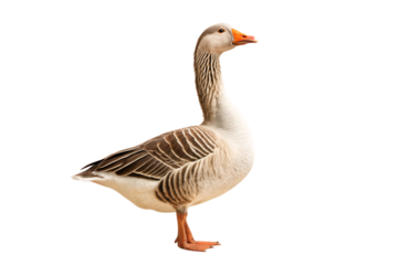 Brown and white goose standing upright with striped wing pattern and orange beak, isolated on a transparent background