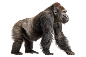 Adult gorilla in knuckle-walking position showing powerful physique and characteristic facial structure from side angle, isolated on a transparent background