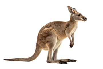 Small brown kangaroo with upright ears and long tail, standing alert in side view, isolated on a transparent background