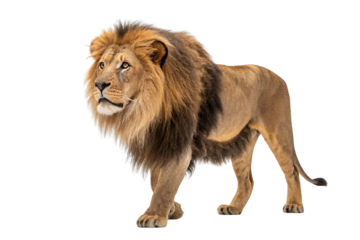 Adult male lion with thick flowing mane looking sideways showing strong jaw and amber eyes in profile, isolated on a transparent background