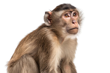 Fototapeta premium Rhesus macaque monkey sitting with alert posture displaying brown fur and pink facial skin with bright eyes, isolated on a transparent background