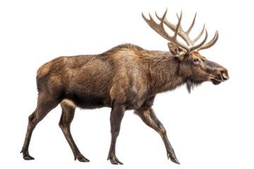 Male caribou reindeer walking with full antler spread showing brown coat and sturdy legs in natural stride, isolated on a transparent background