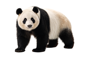Giant panda bear in walking position displaying iconic black and white coloring with round ears and body, isolated on a transparent background
