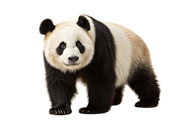 Giant panda bear sitting with distinctive black and white fur pattern showing round face and body, isolated on a transparent background